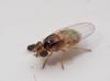 Thaumatomyia notata